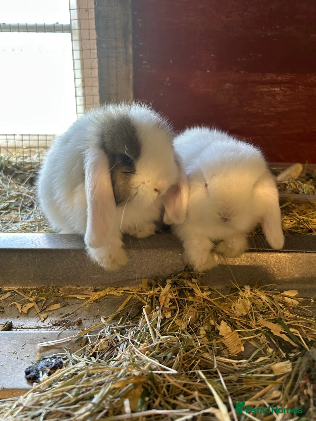 Mini Lop rabbits for sale: Mini lop in Beverley - Advert 4