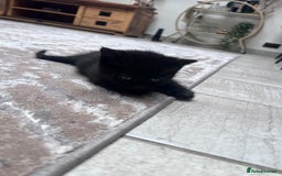 British Shorthair cats for sale: 4 kittens  - Image 12