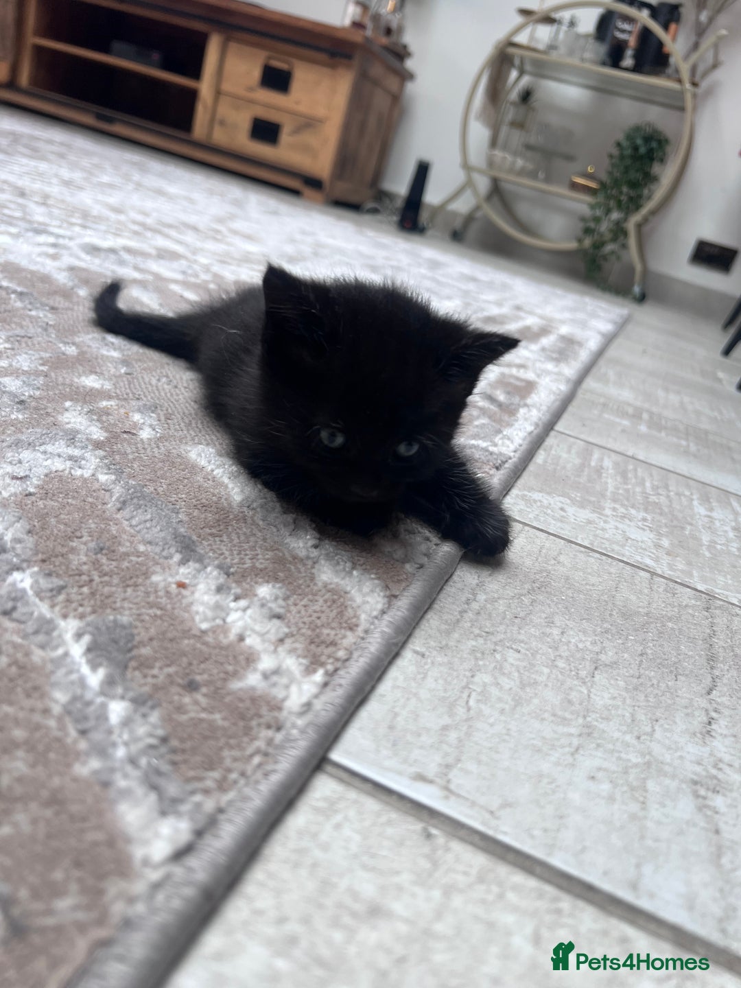 British Shorthair cats for sale: 4 kittens  - Image 12