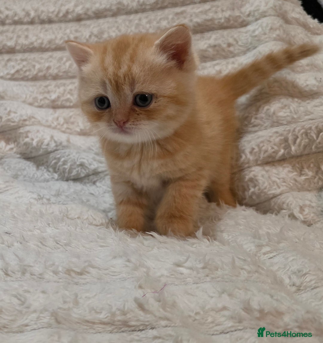 British Shorthair cats for sale: Beautiful unusual British shorthair kittens - Image 26