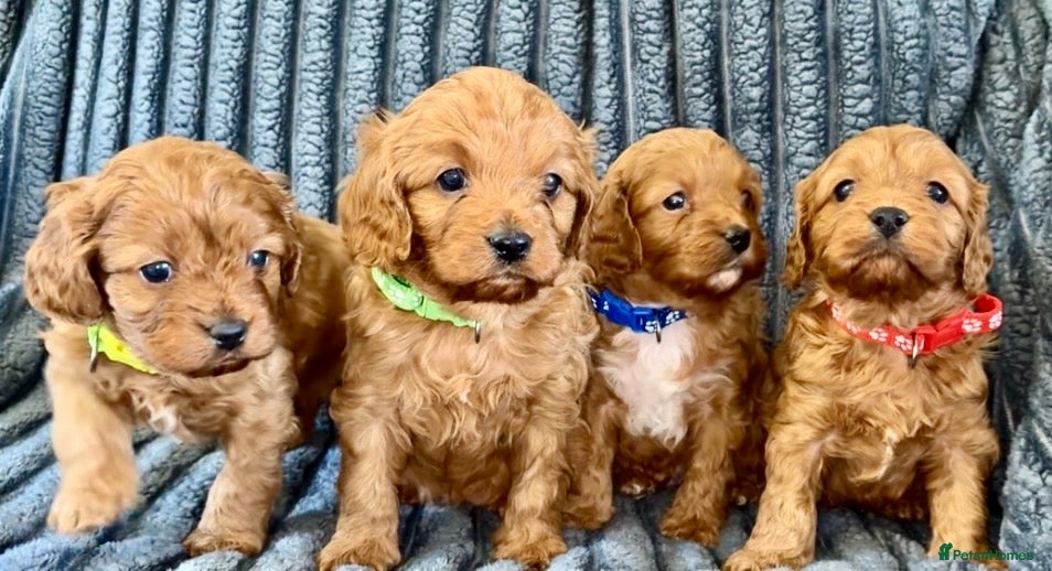 Cavapoo dogs F1 Cavapoo puppies  - Advert 1