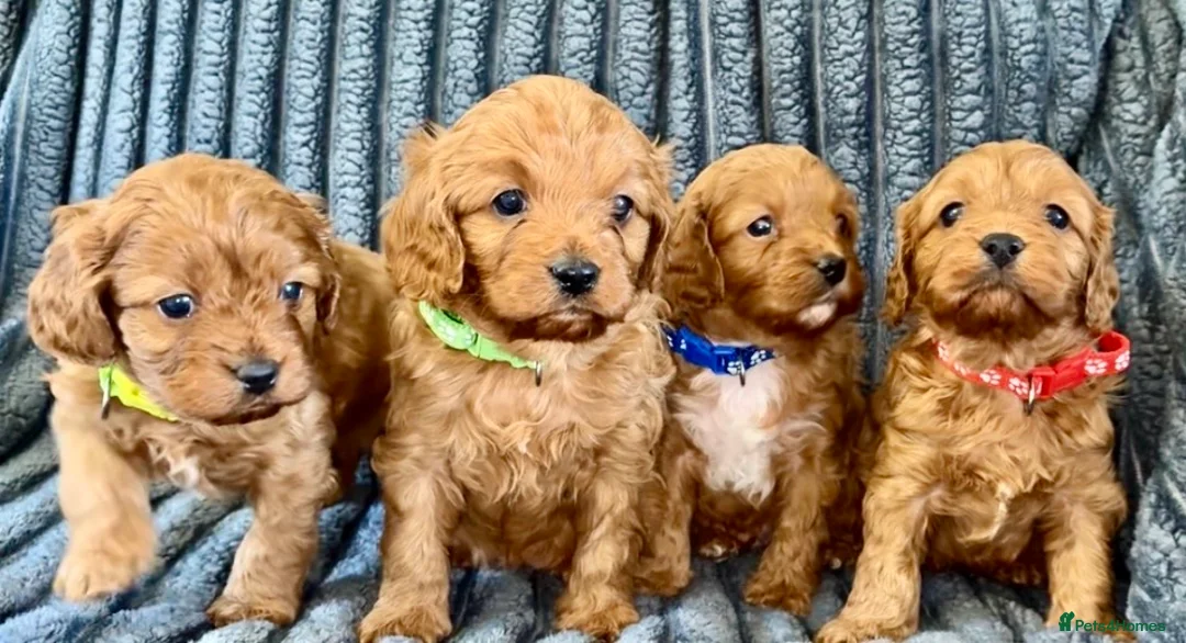 Cavapoo dogs for sale: F1 Cavapoo puppies  - Advert 1