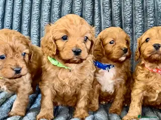 Cavapoo dogs F1 Cavapoo puppies - Advert 1