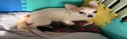 Chihuahua dogs for sale:  Chihuahua Puppies – 2 Boys 2 Girls Ready Soon - Advert 8
