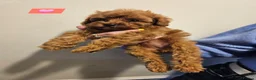 Cavapoo dogs for sale: 🩵🫧 4 Cavapoo Puppies 🫧🩵 - Advert 19