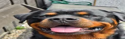 Rottweiler dogs for stud: Rottweiler For Stud in Strathpeffer - Advert 3