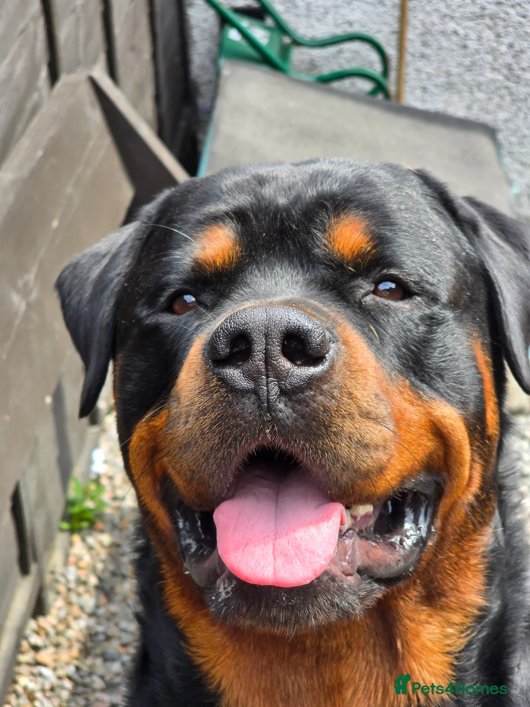Rottweiler dogs for stud: Rottweiler For Stud in Strathpeffer - Advert 3