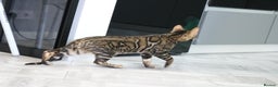 Bengal cats for stud: Sabor Russia Import Charcoal Carrier  - Advert 4
