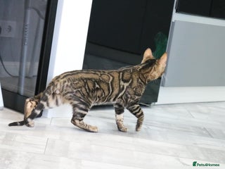 Bengal cats - Advert 31