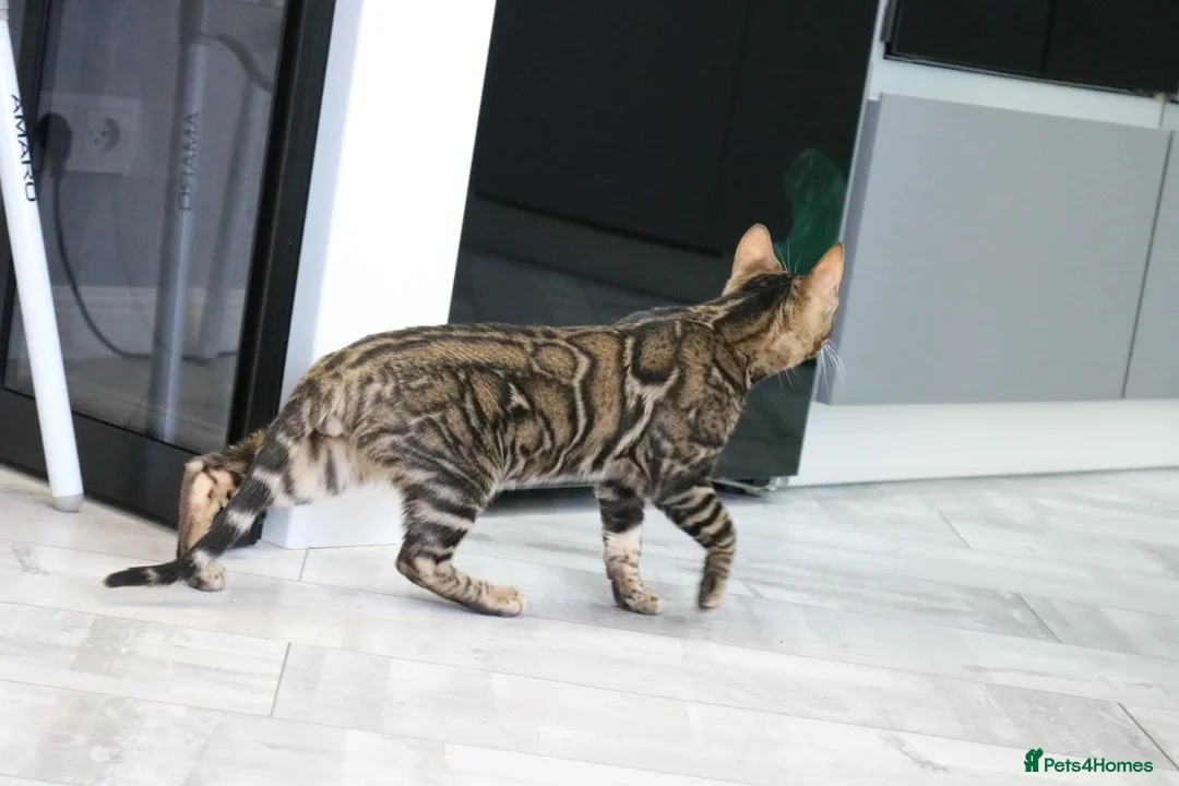 Bengal cats for stud: Sabor Russia Import Charcoal Carrier  - Advert 2