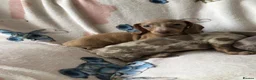 Miniature Dachshund dogs for sale: Miniature dachshund puppies in Bromley - Advert 11