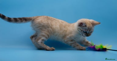 Bengal cats - Advert 1