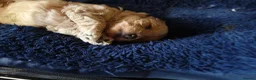 Maltipoo dogs for sale: ONLY 1 girl left READY NOW - Advert 14
