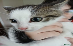 Mixed Breed cats for sale: 4 kittens 1 boy & 3 girls - Image 1