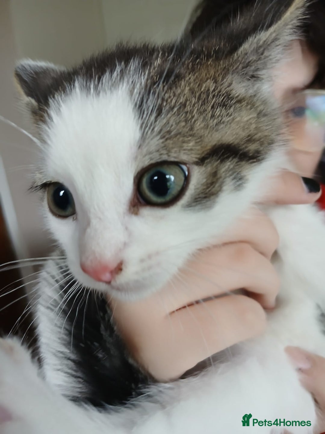 Mixed Breed cats for sale: 4 kittens 1 boy & 3 girls - Image 1