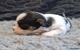 Jack Russell dogs for sale: kC Reg Jack Russell Pups, DNA Health Tested - Image 22