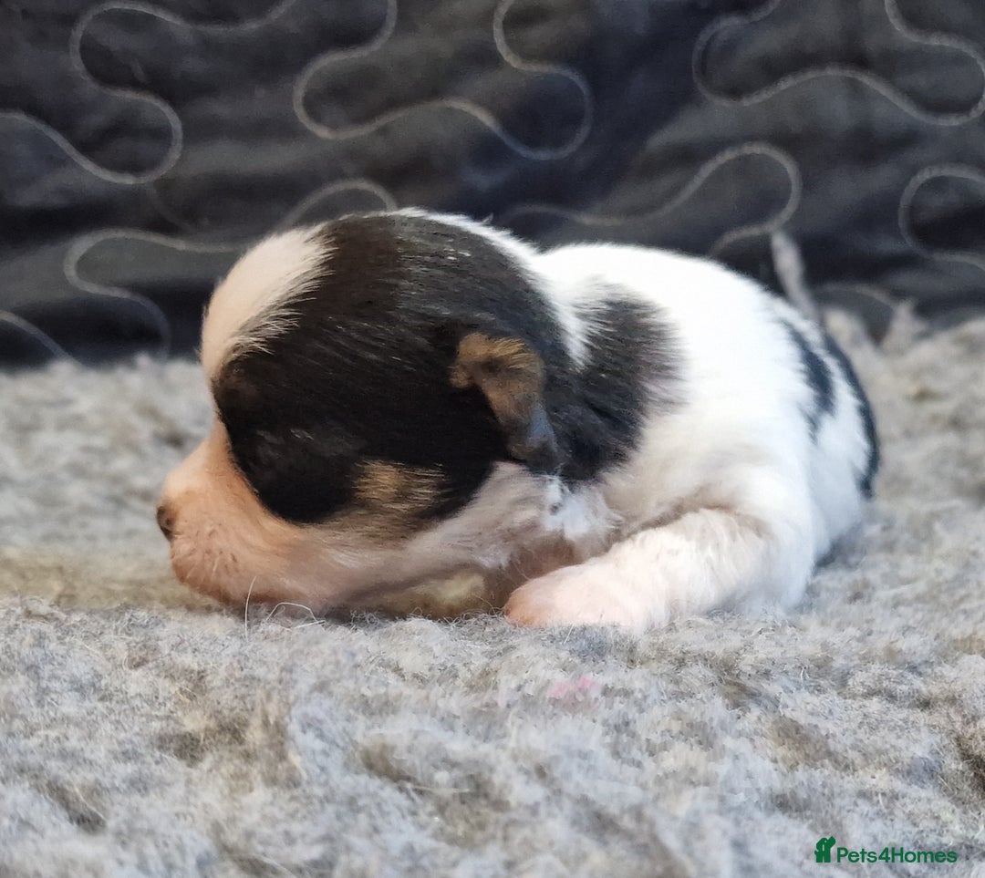 Jack Russell dogs for sale: kC Reg Jack Russell Pups, DNA Health Tested - Image 22