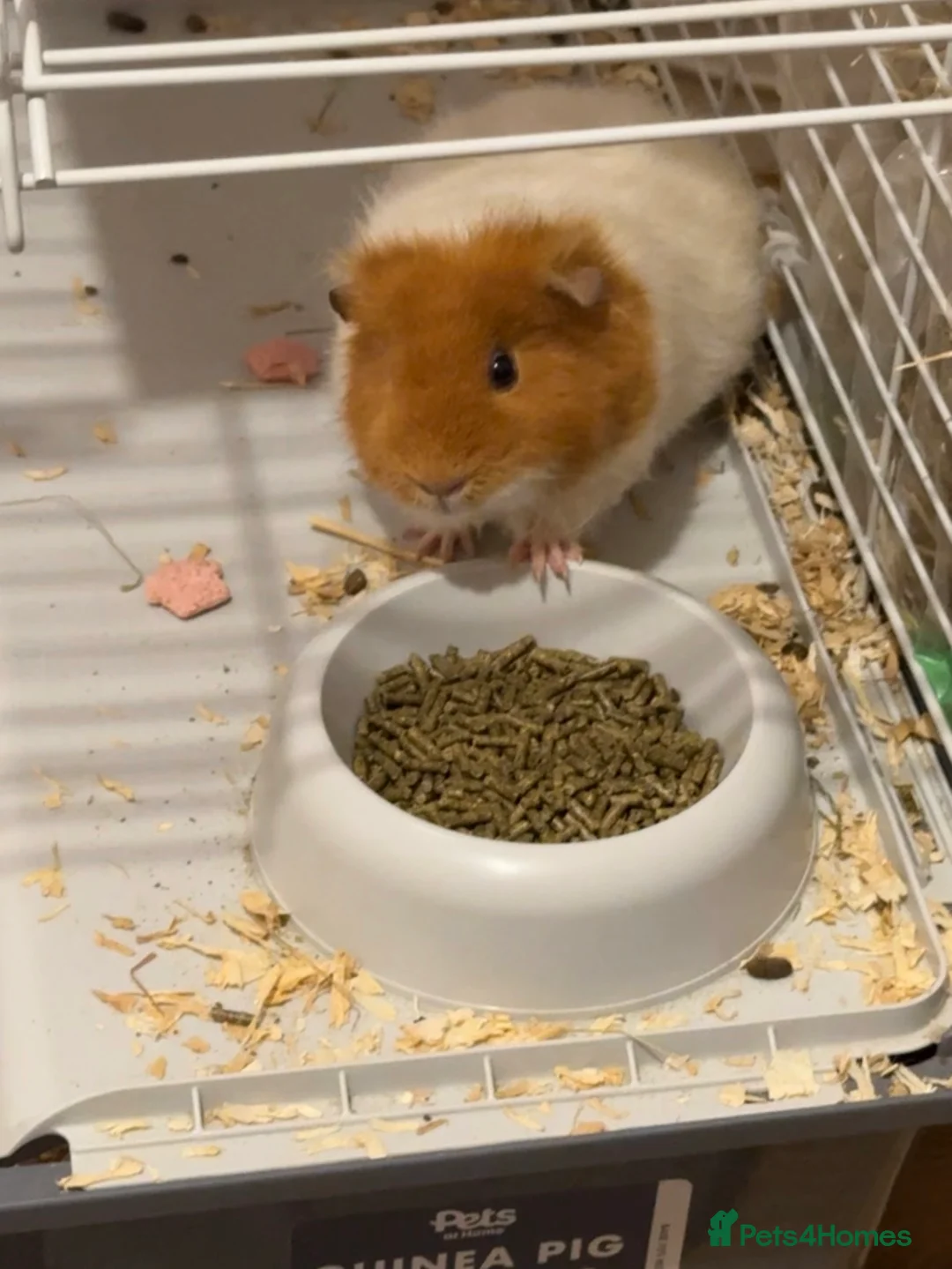 Guinea Pig rodents for sale: 2 females  in Prenton - Advert 2