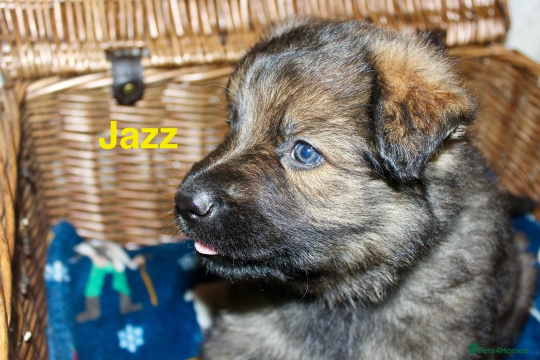 German Shepherd dogs for sale: German shepherd puppies  - Advert 9