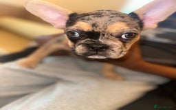 French Bulldog dogs for sale: French bulldog puppies fluffy carriers  - Image 3