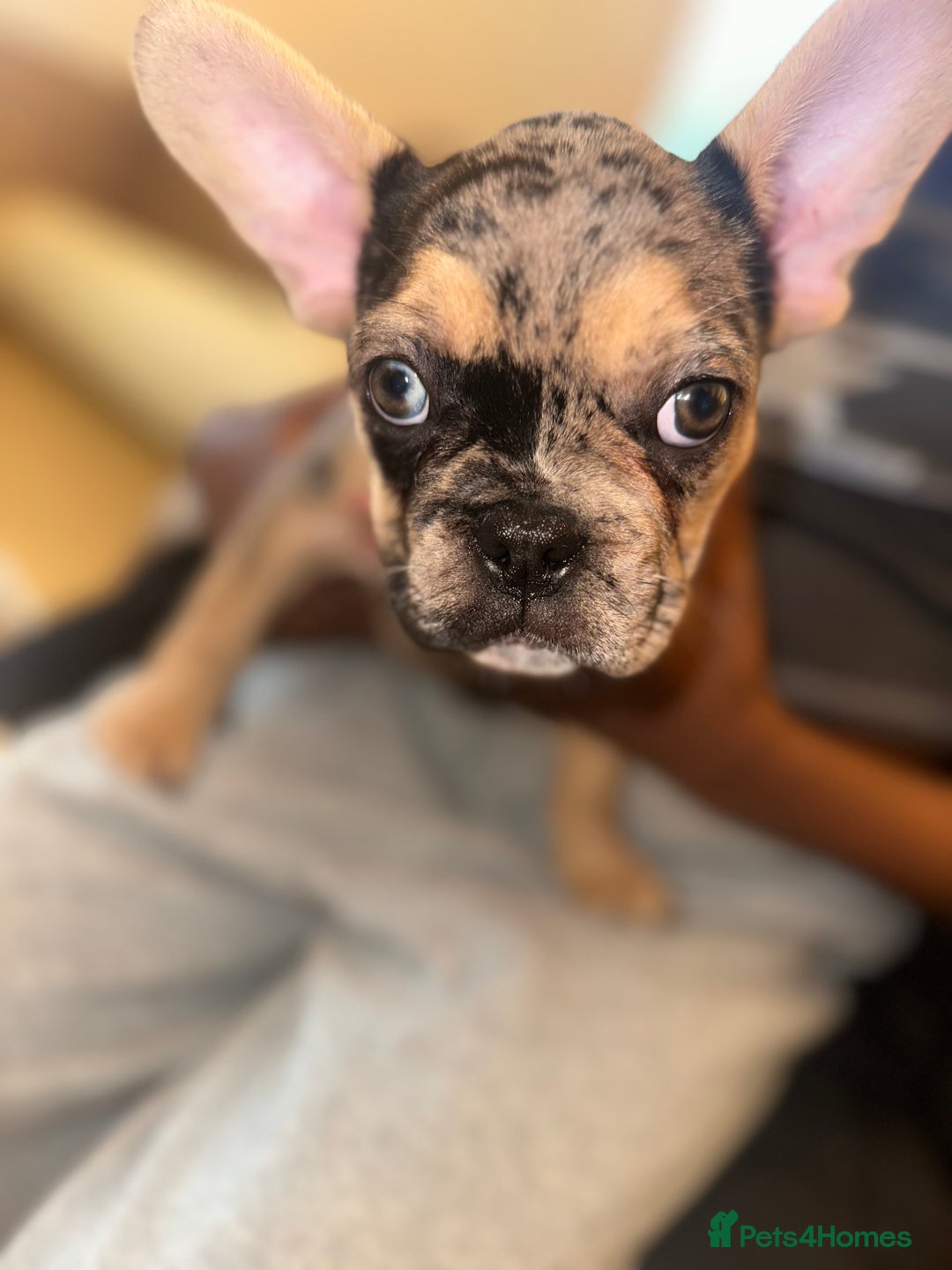 French Bulldog dogs for sale: French bulldog puppies fluffy carriers  - Image 3