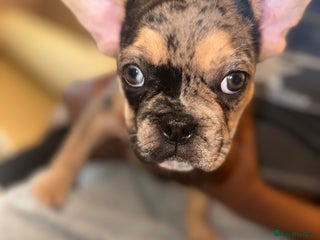 French Bulldog dogs French bulldog puppies fluffy carriers - Advert 20