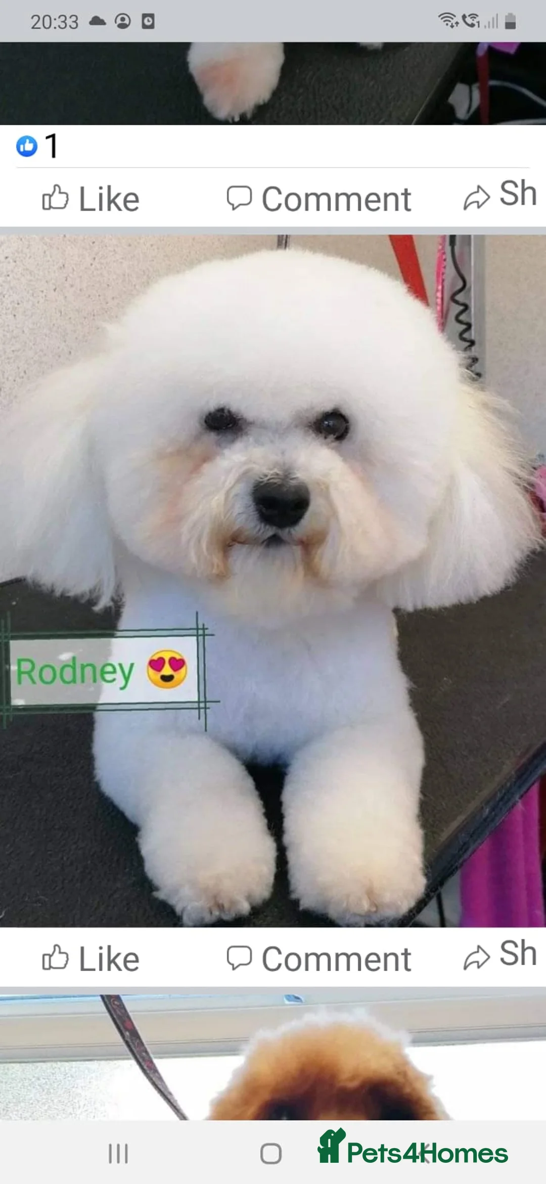 Bichon Frise dogs for stud: Dog for stud  pedigree bichon frise great dog in Newton Stewart - Advert 10