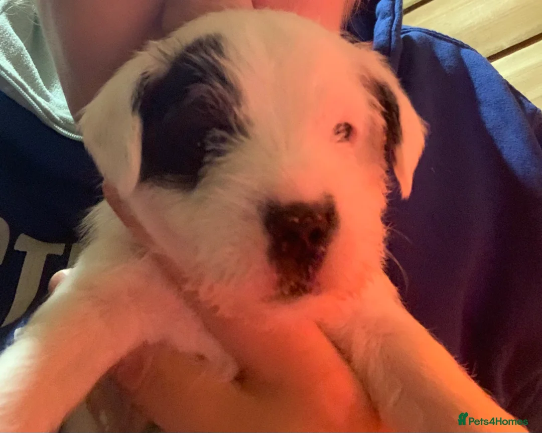 Parson Russell dogs for sale: Parson Russell Puppies - Advert 4