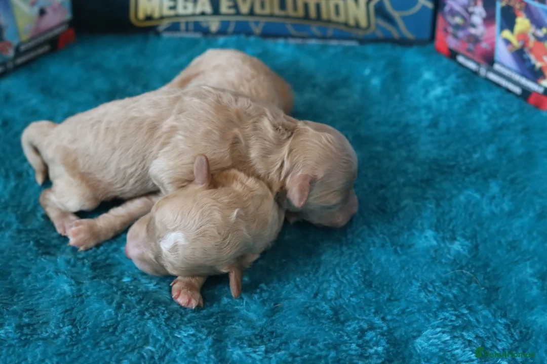 Maltipoo dogs for sale: 4 Maltipoo Puppies - 2 Apricot Girls & 2 Red Boys - Advert 23