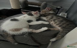 British Shorthair cats for sale: One female kitten for sale - Advert 27