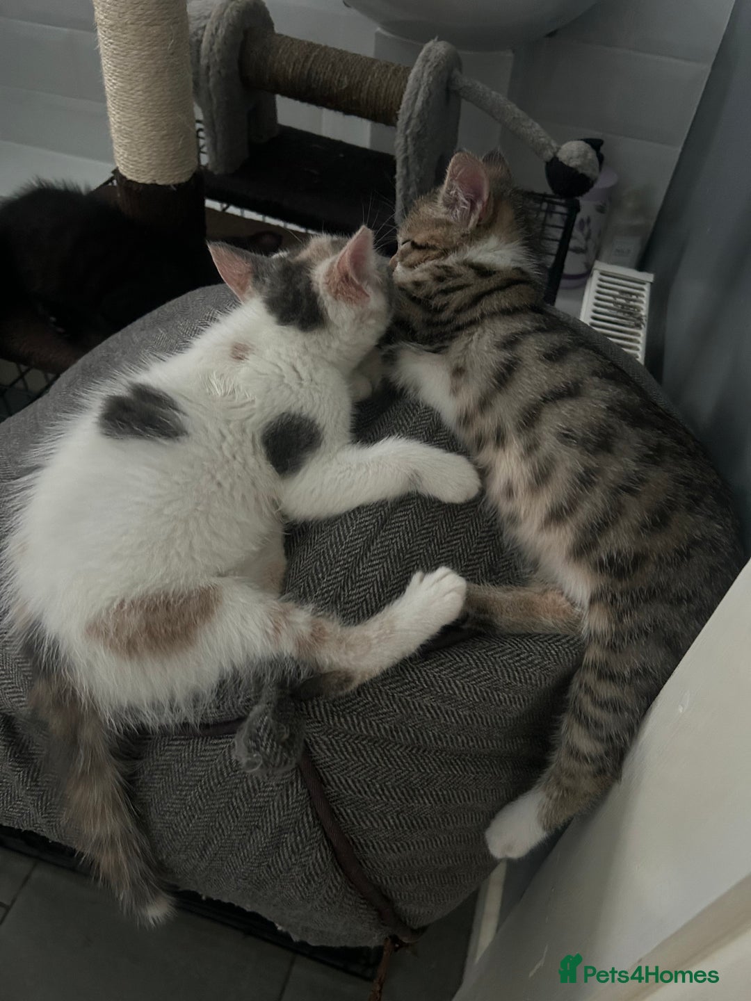 British Shorthair cats for sale: One female kitten for sale - Advert 27