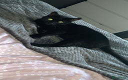 British Shorthair cats for sale: Loving Home Wanted for a Gentle, Shy Cat - Image 2