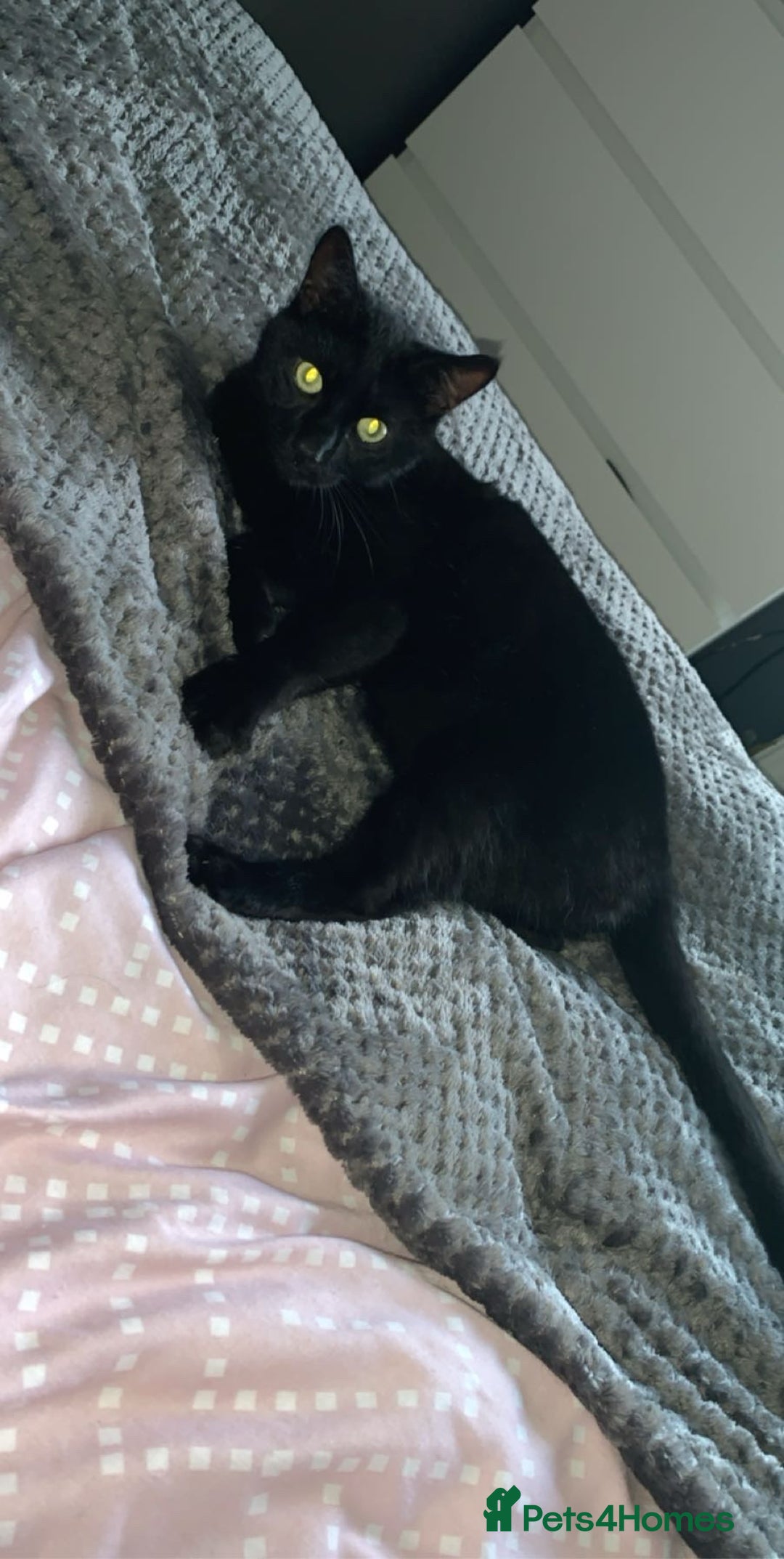 British Shorthair cats for sale: Loving Home Wanted for a Gentle, Shy Cat - Image 2