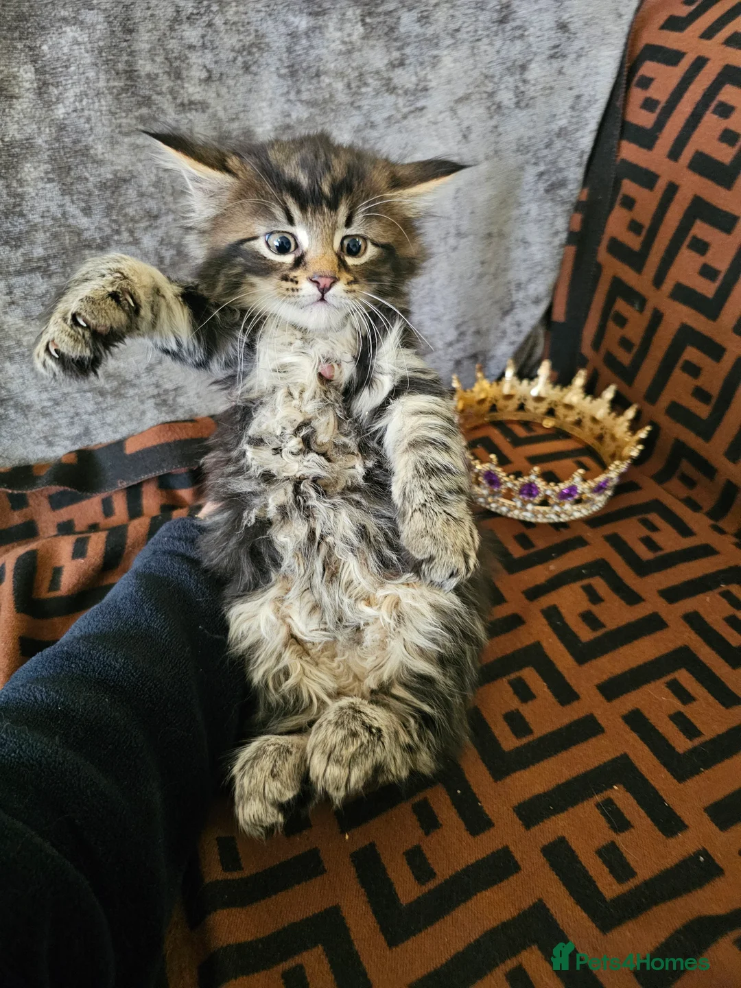 Maine Coon cats for sale:  Beautiful Siberian x Maine Coon Kittens Available - Advert 19