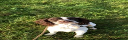 English Springer Spaniel dogs for sale: Pike, Springer Spaniel - Advert 2