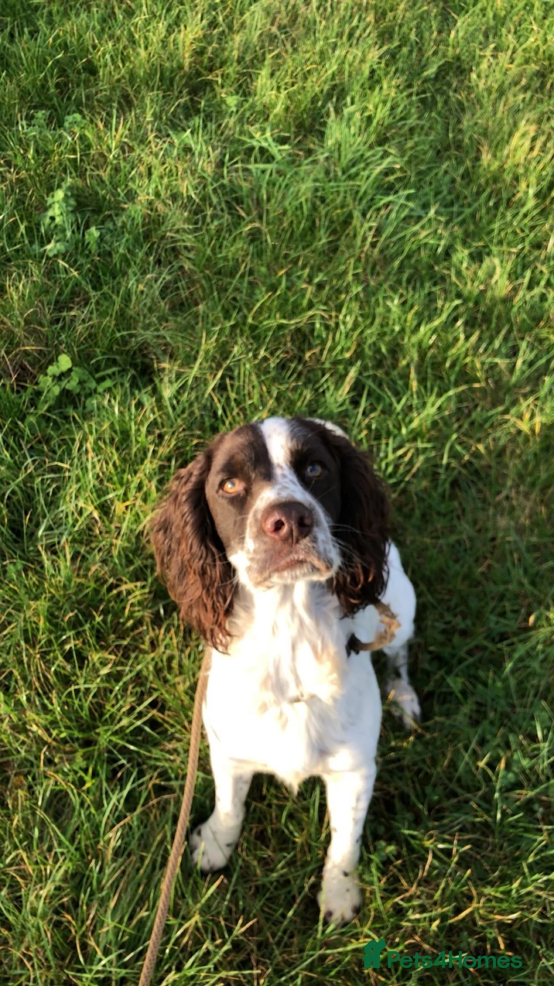 English Springer Spaniel dogs for sale: Pike, Springer Spaniel - Advert 2