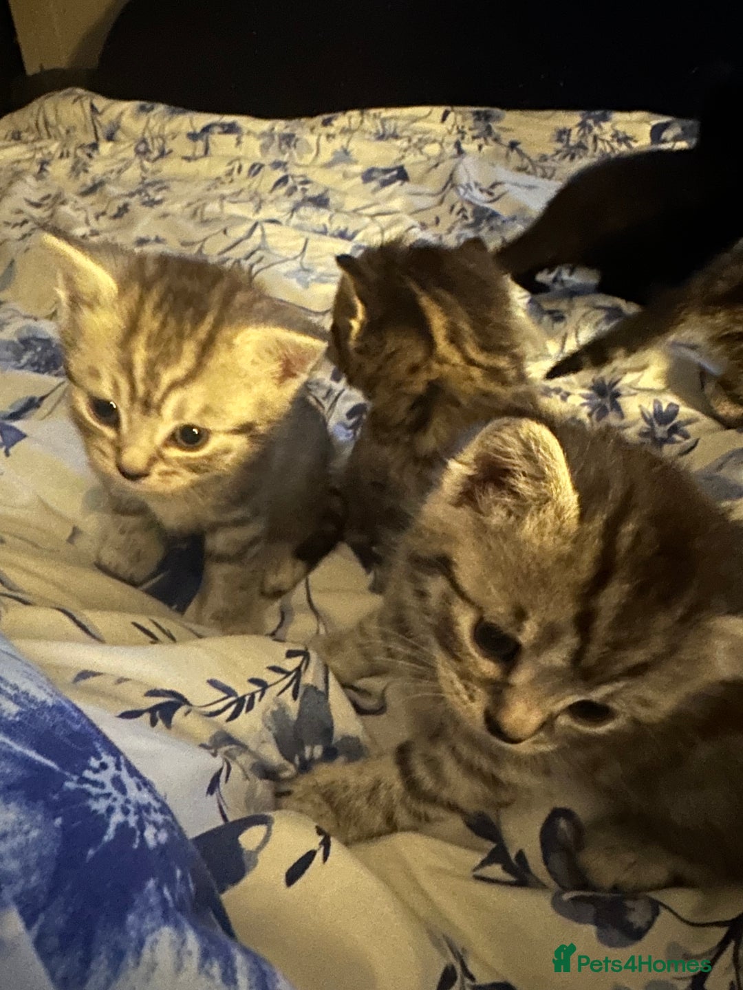 Mixed Breed cats for sale: British shorthair X British shorthair x Tabby - Image 21