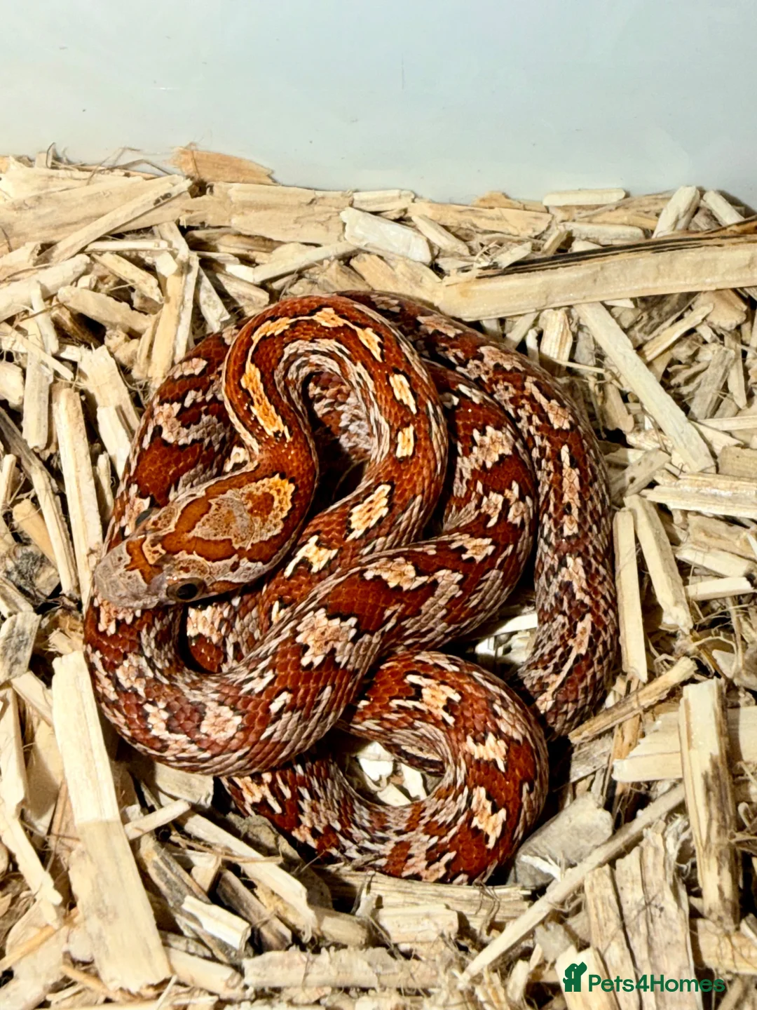 Corn Snake reptiles for sale: Baby cornsnakes  - Advert 1