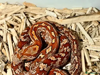 Corn Snake reptiles Baby cornsnakes - Advert 2