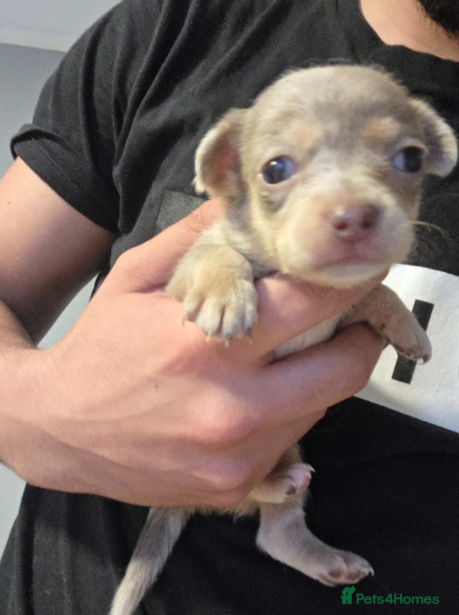 Chihuahua dogs for sale: Long & short haird chihuahua puppies  in Wirral - Advert 23