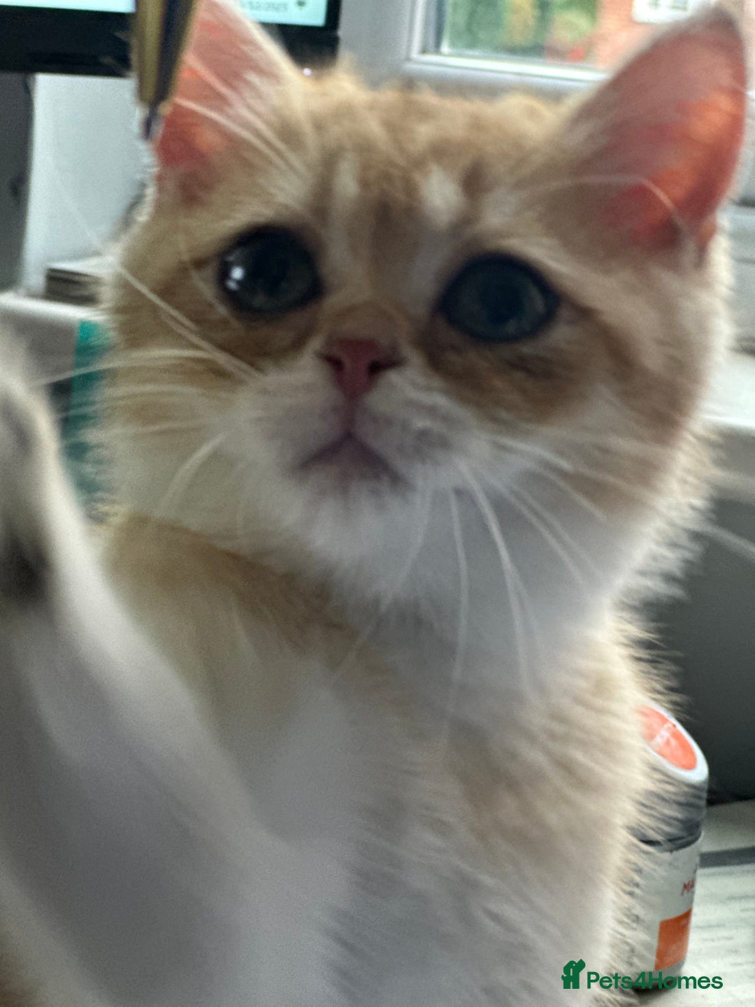 British Shorthair cats for sale: BSH BOY Golden Black kitten 14 weeks READY NOW - Advert 2