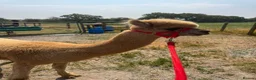 Alpaca livestock for sale: Tony, Timmy & Teddy – BACS Registered Alpaca Trio in Markfield - Advert 5
