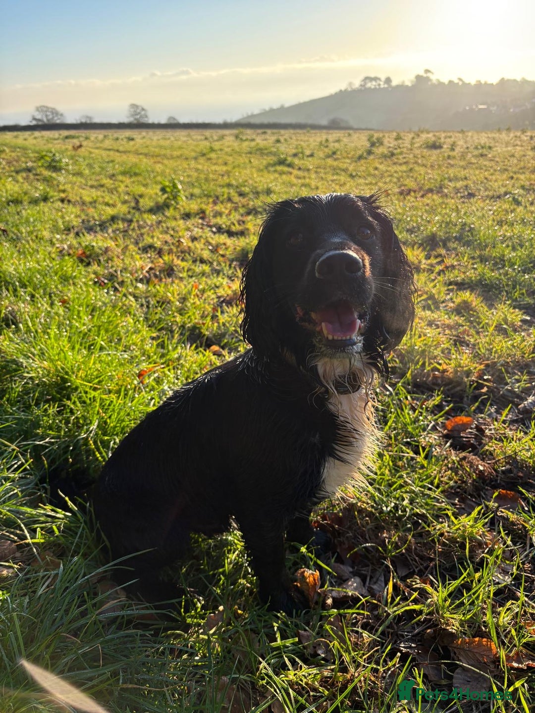 Sprocker dogs for stud: Black and white male sprocker spaniel  - Advert 5