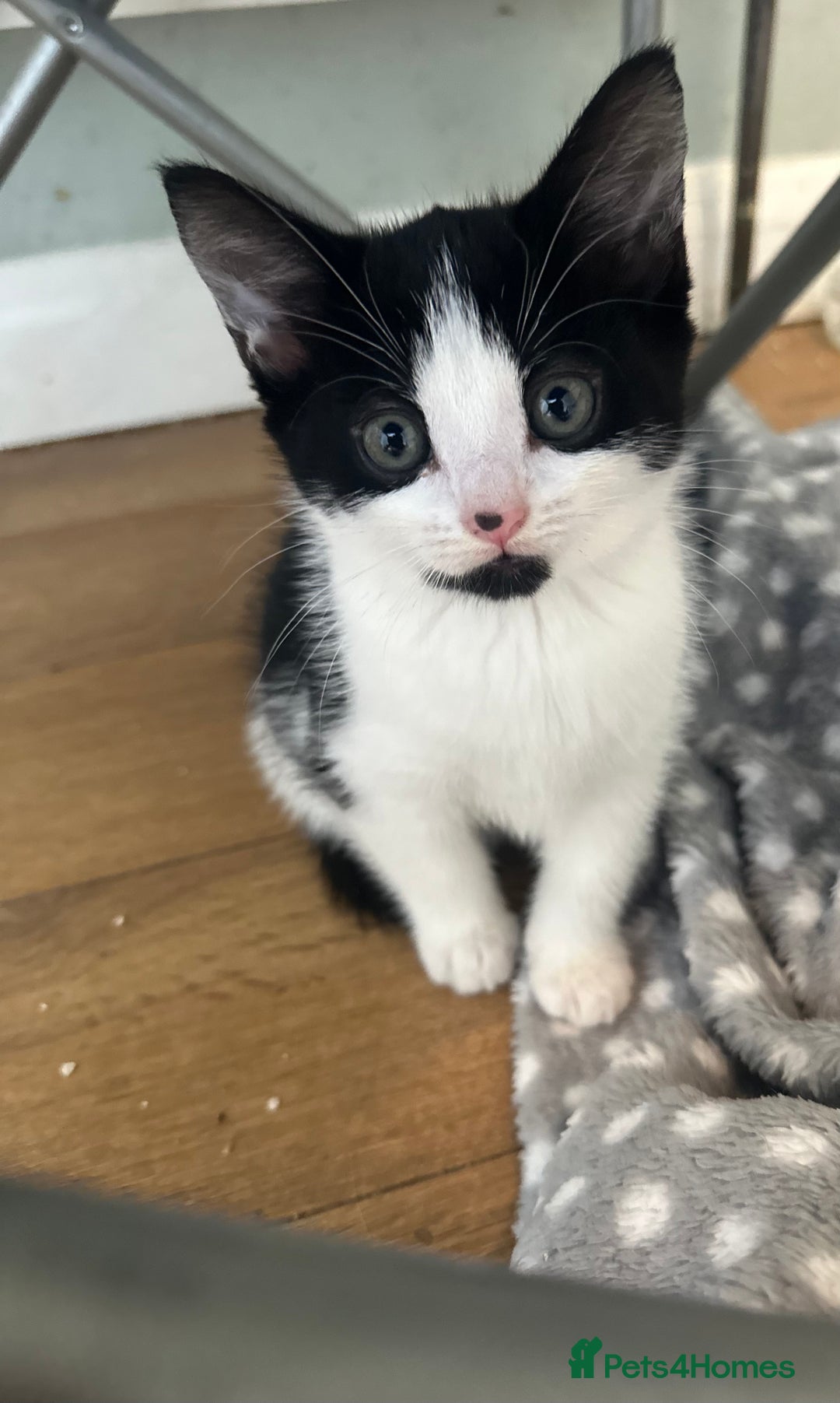 Mixed Breed cats for sale: 2 Kittens for sale[READY TO LEAVE] - Advert 10