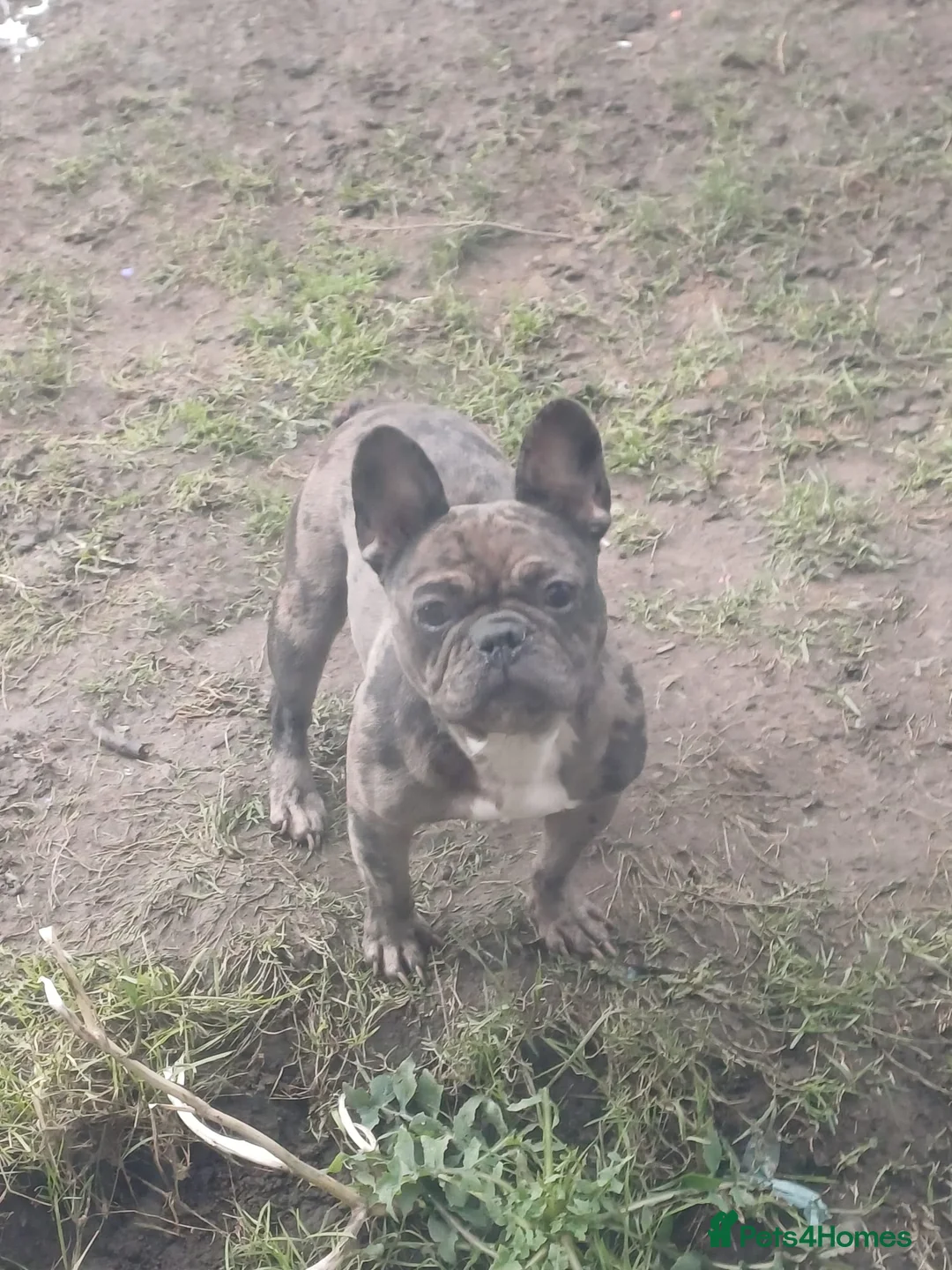 French Bulldog dogs for sale: A 3 year old female French Bulldog - Advert 3