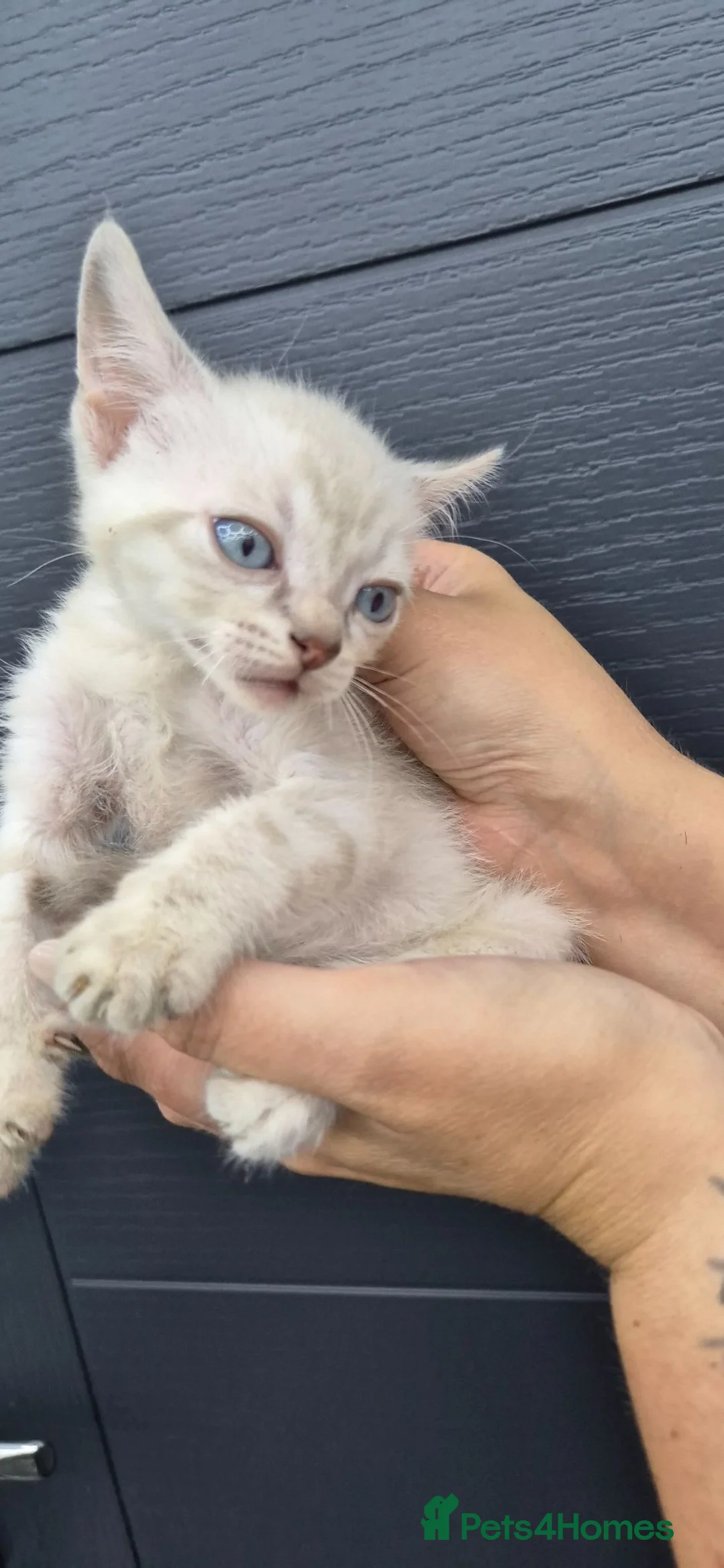 Bengal cats for sale: Bengal kittens lovely colours in Spalding - Advert 32