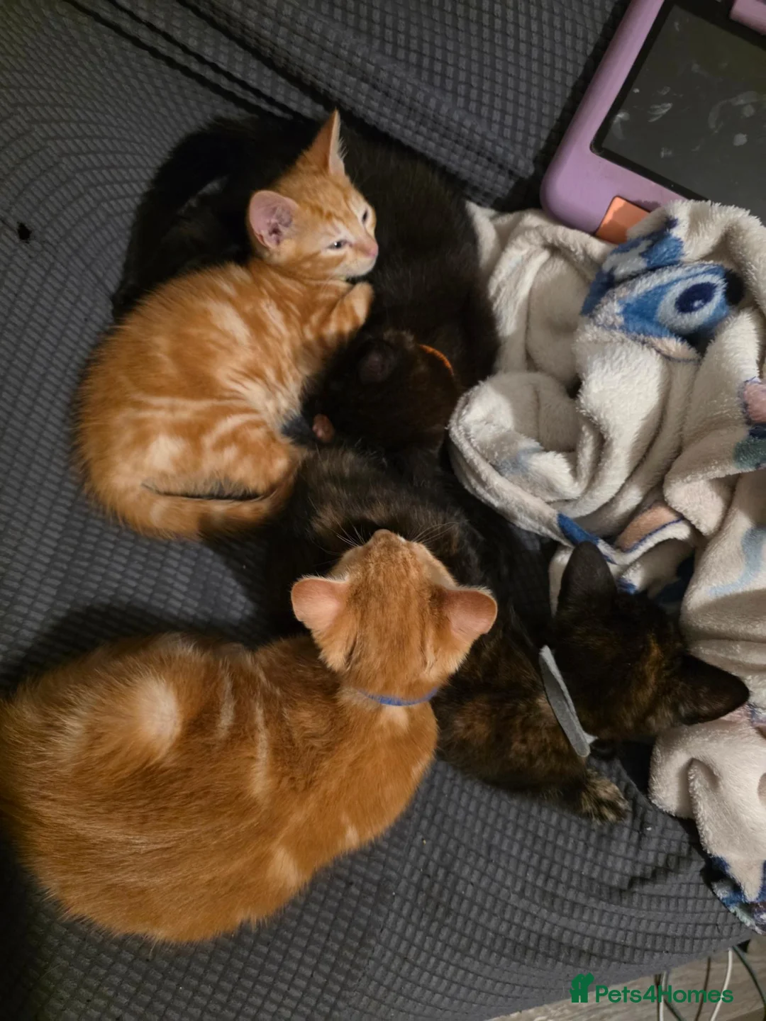 Mixed Breed cats for sale: 4 beautiful kittens  - Advert 2