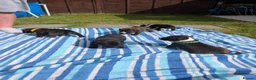 Staffordshire Bull Terrier dogs for sale: Stunning Brindle & White Staffy Pups - Advert 14