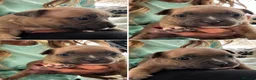 American Bully dogs for sale: American pocket bulldogs Hand reared from birth. - Advert 12
