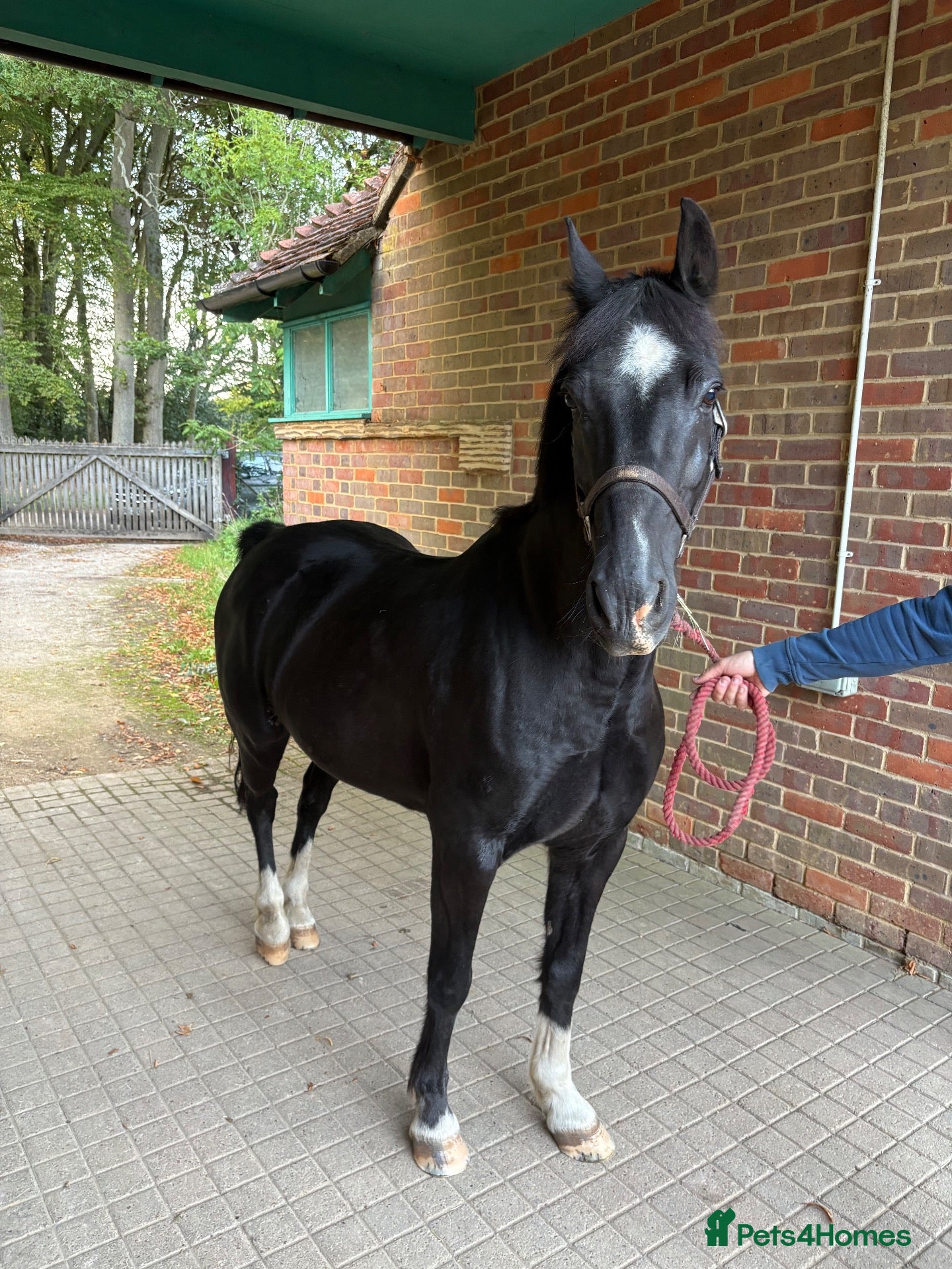 Other Breed horses Project/ companion  - Advert 2